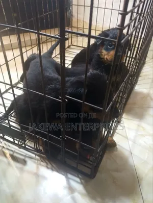 1-3 months Female Purebred Rottweiler