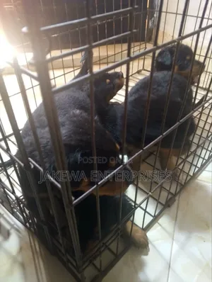 1-3 months Male Purebred Rottweiler