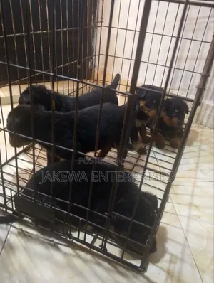 1-3 months Male Purebred Rottweiler