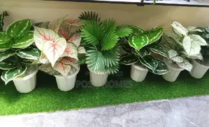 Indoor With Vessels Plants