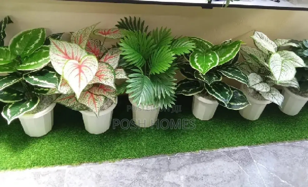 Indoor With Vessels Plants
