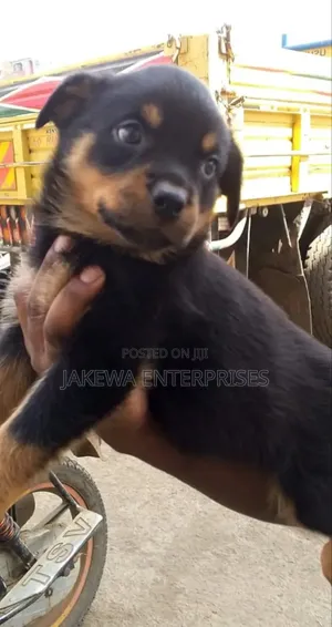 1-3 months Male Purebred Rottweiler