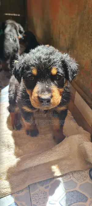 1-3 months Female Purebred Rottweiler