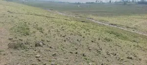 Plot for Sale 1/8th Acre (50 * 100)