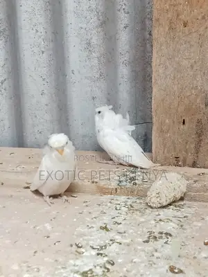 Flower Budgies for Sale in Kenya