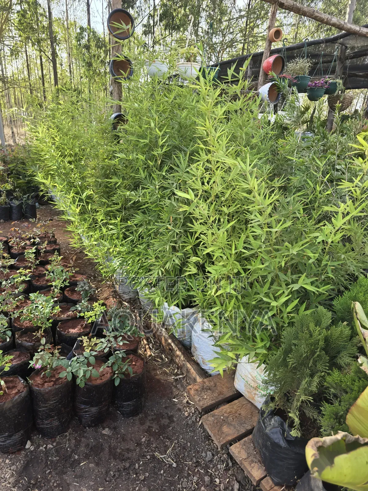 Bamboo Plants,6ft Bamboos