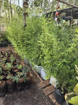 Bamboo Plants,6ft Bamboos