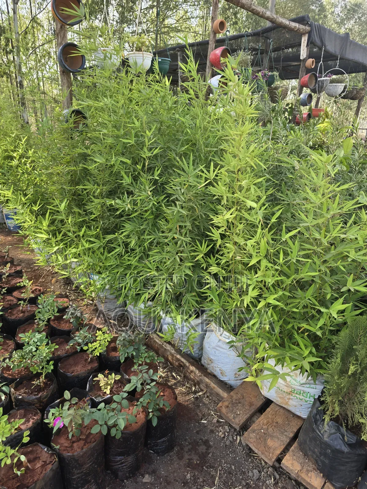 Easy To Maintain Bamboo Plants,