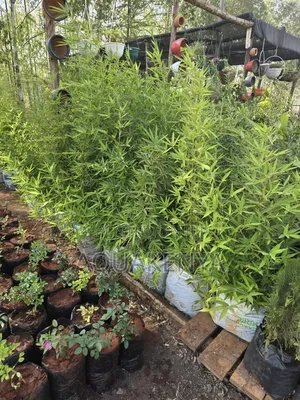 Easy To Maintain Bamboo Plants,