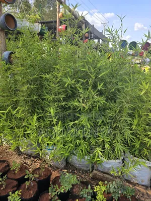 Long Lasting Bambooplants,Bamboo