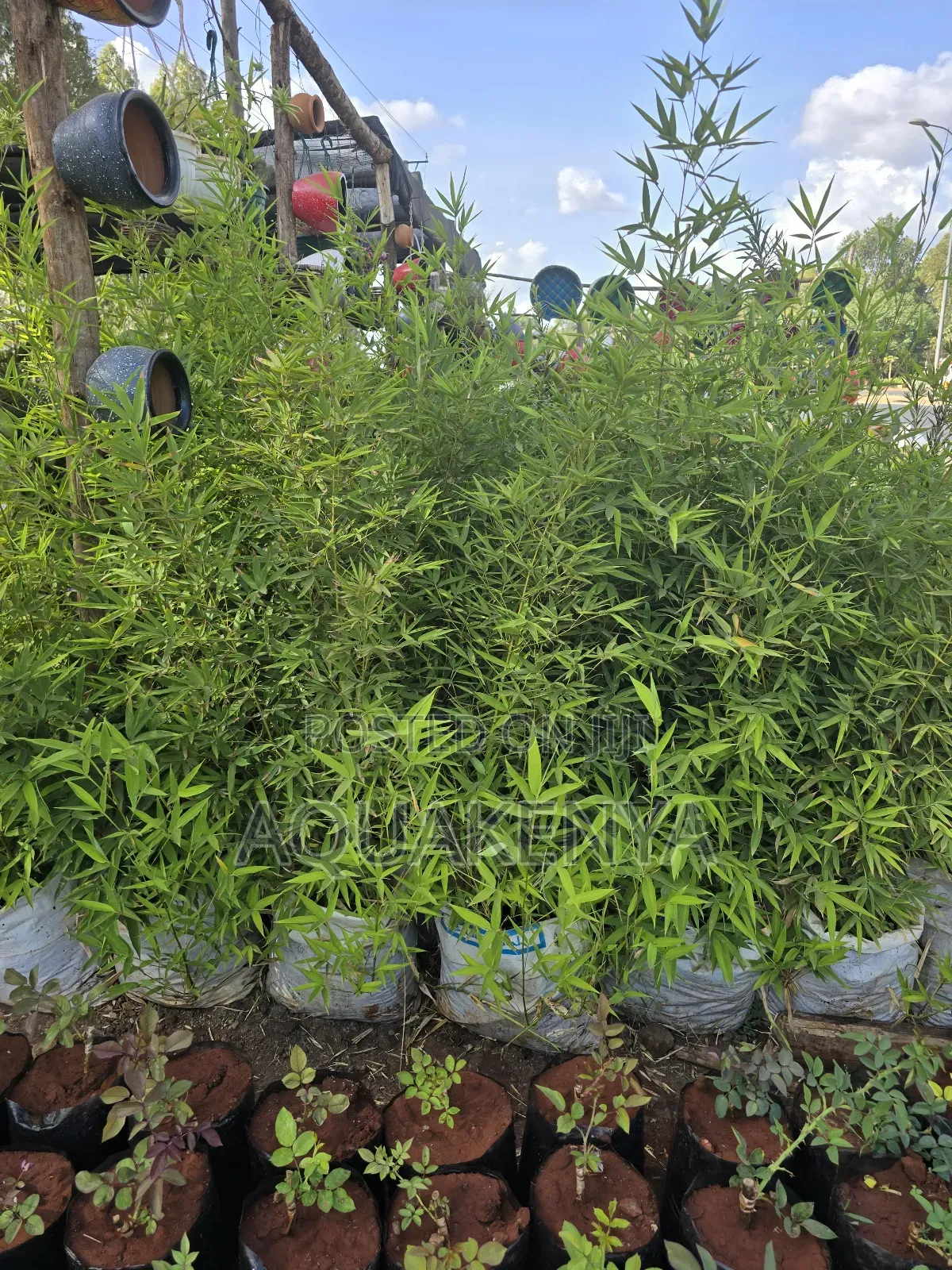 Fast Growing Bamboo Plants,Plants Bamboo