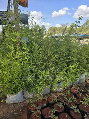 Bamboo Bags of Plants