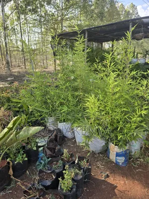 Bamboo Plants For Calmness