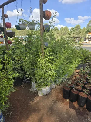 Bamboo Plants Very Adaptive,Long Lasting