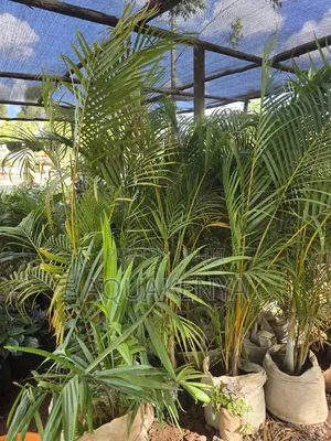 Golden Palm Plants,Palms