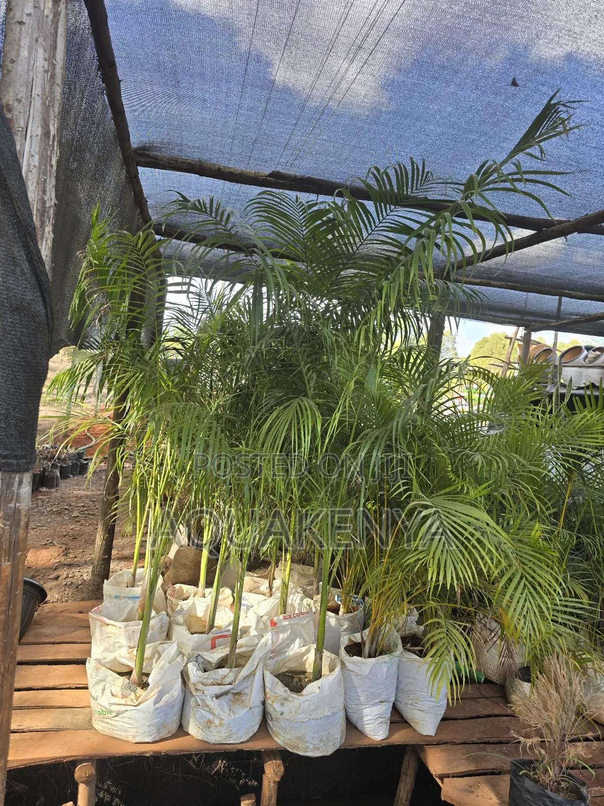 7ft Royal Palms for Driveways,Royal Palms