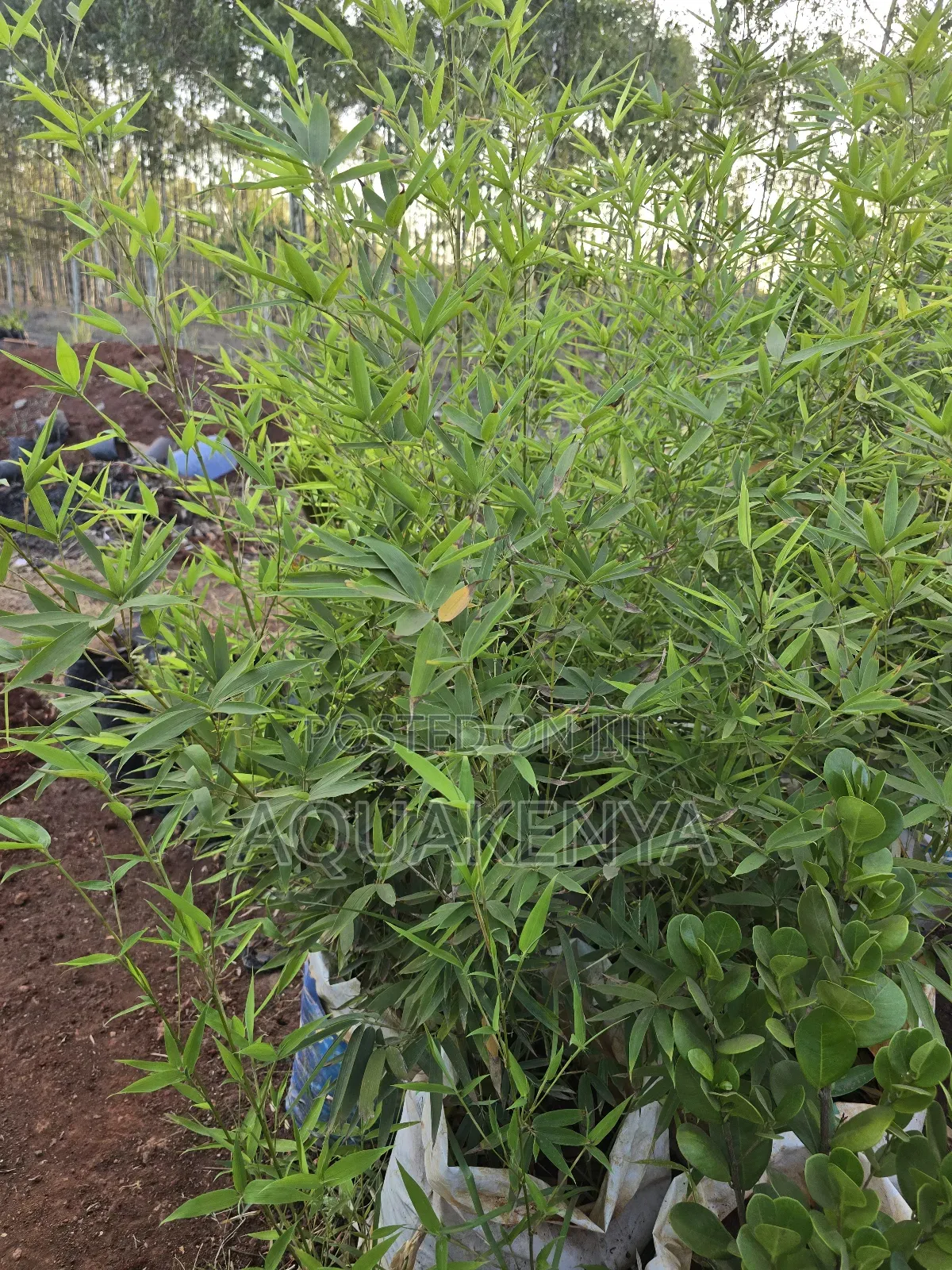 Bamboo Plants For Calmness