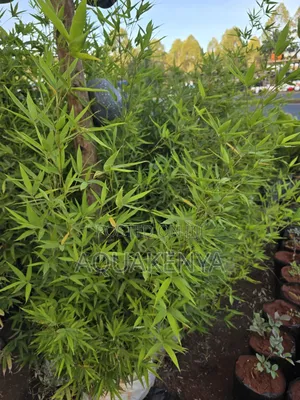 Fast Growing Bamboo Plants,Plants Bamboo