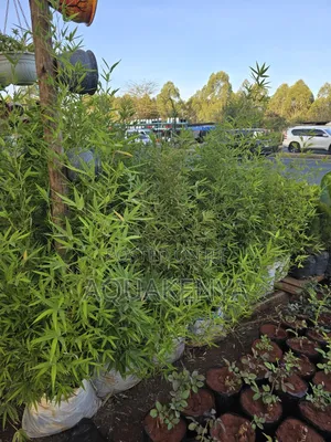 Easy To Maintain Bamboo Plants,