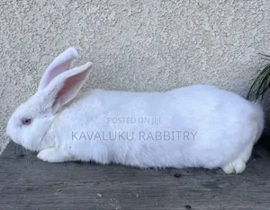 New Zealand White, California White ( Pure Breed)