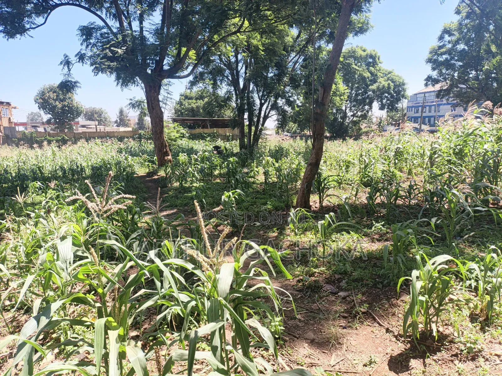 Plot for Sale