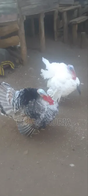 Mature Male Turkey For Sale Or Trade In