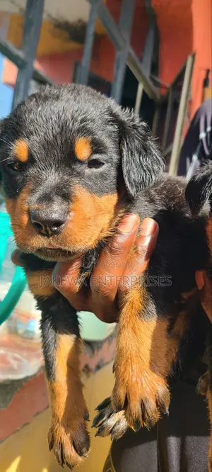 1-3 months Male Purebred Rottweiler