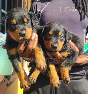 1-3 months Male Purebred Rottweiler