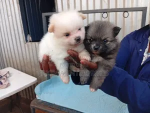 1-3 months Female Purebred Pomeranian