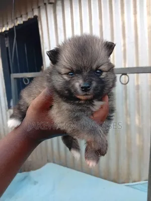 1-3 months Female Purebred Pomeranian