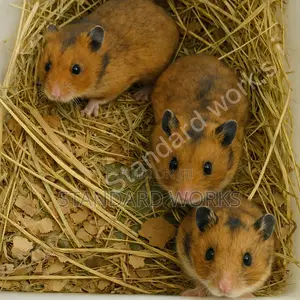 Pet Hamsters