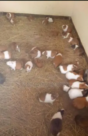 Guinea Pigs