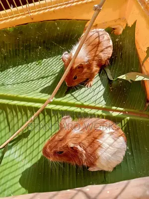 Guinea Pigs