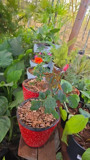 Potted Rose Flowers,Roseplant