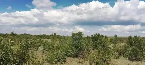 8,000 Acres for Sale