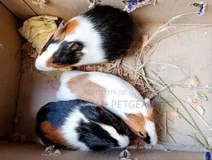 American Guinea Pigs (Young Ones) for Children Pets and Breeding