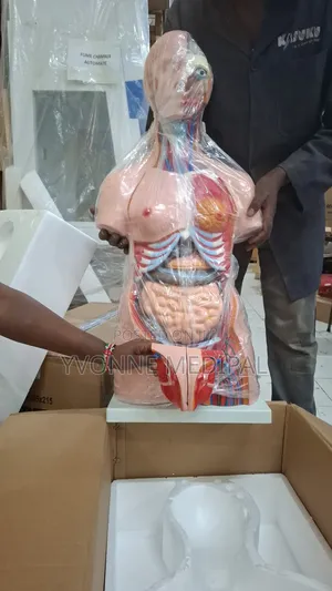 Torso / Resuscitation Adult Torso.