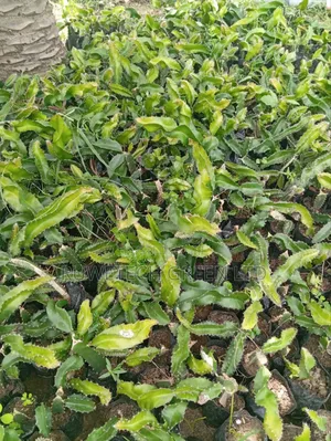 Pinky Fresh Dragon Seedlings