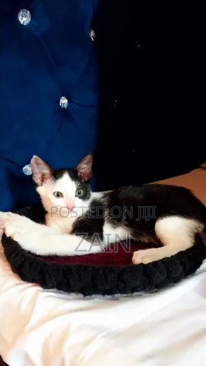 1-3 months Female Purebred Oriental