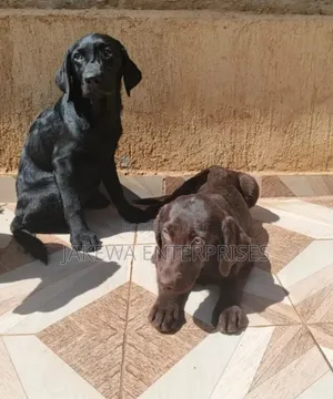 1-3 months Male Purebred Labrador Retriever