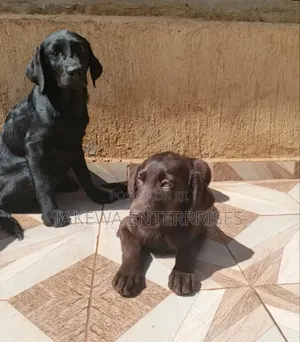 1-3 months Male Purebred Labrador Retriever