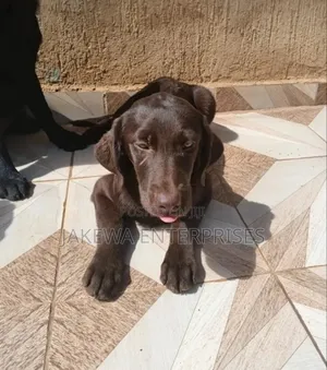 1-3 months Male Purebred Labrador Retriever