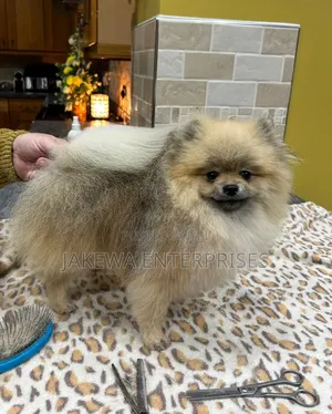 1-3 months Male Purebred Pomeranian