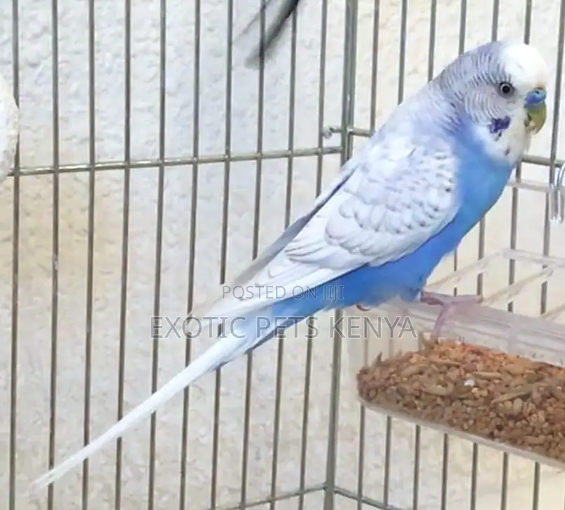 Beautiful Budgies