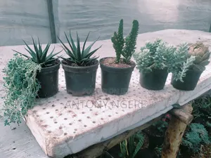 Succulents Plant