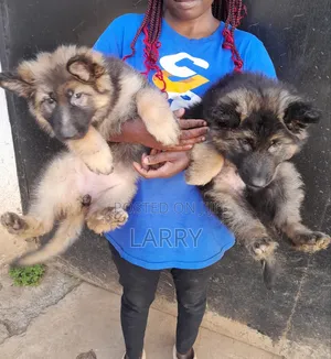 1-3 months Male Purebred German Shepherd