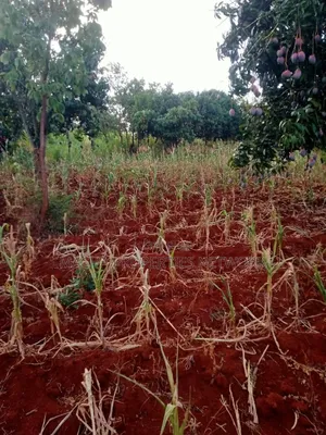 4 Acres Murang'a Makuyu for Sale