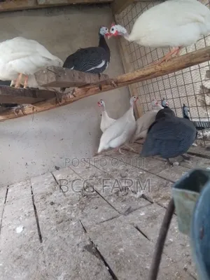 Guinea Fowl Eggs and Chicks on Sale