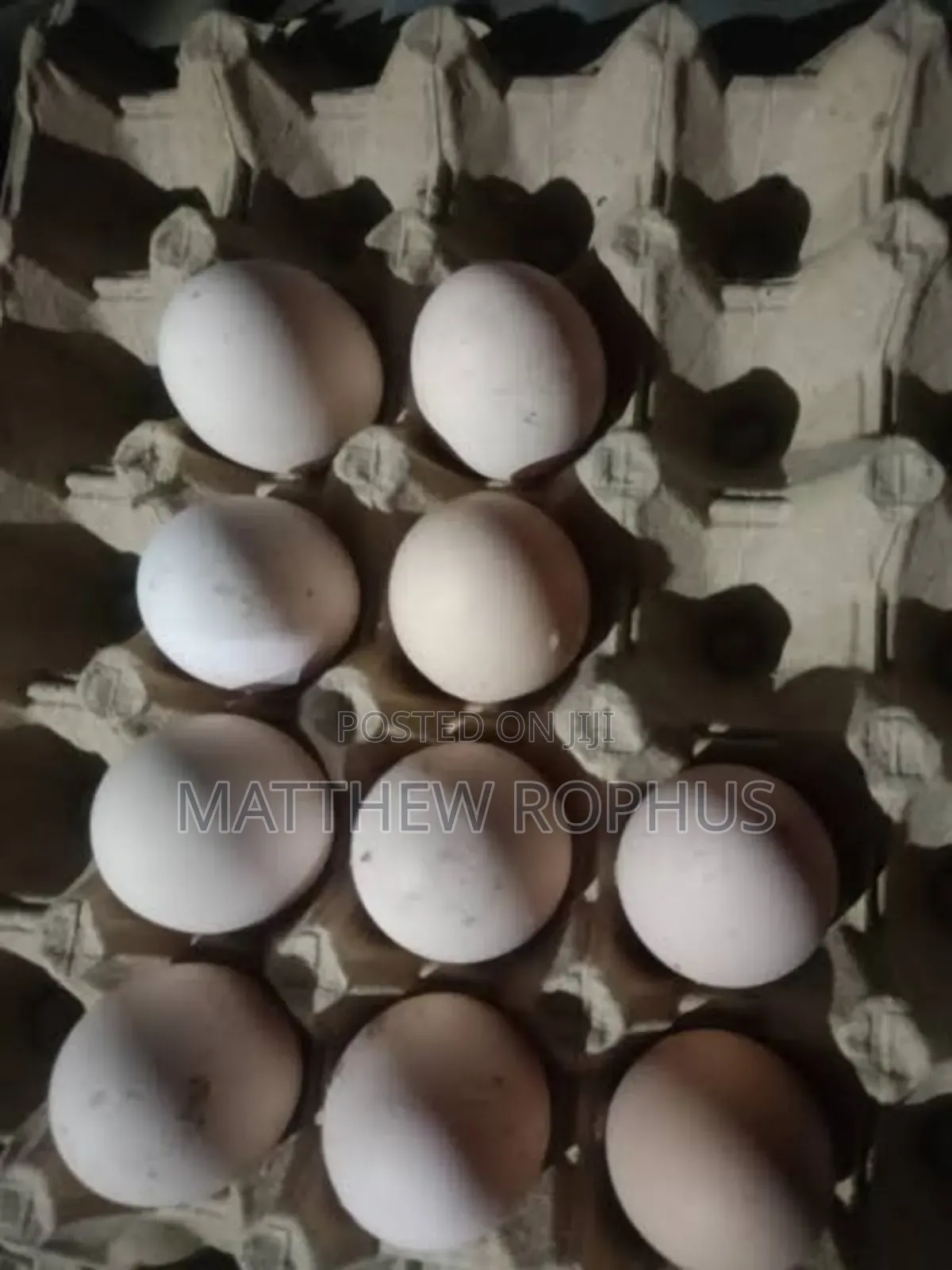 Brahma Fertile Eggs Available