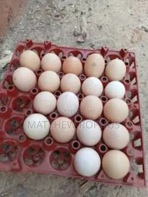 Brahma Fertile Eggs Available